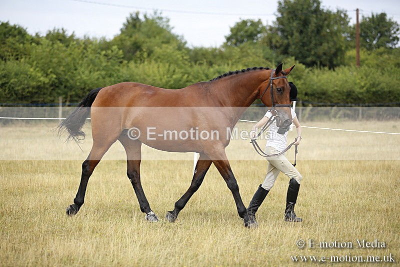 _C7A9570 - BVRC Sow 2018 Ring 2