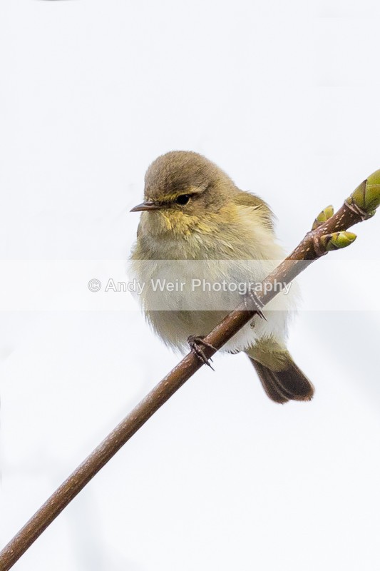20160404-8E0A2714-4186 - Chiffchaff