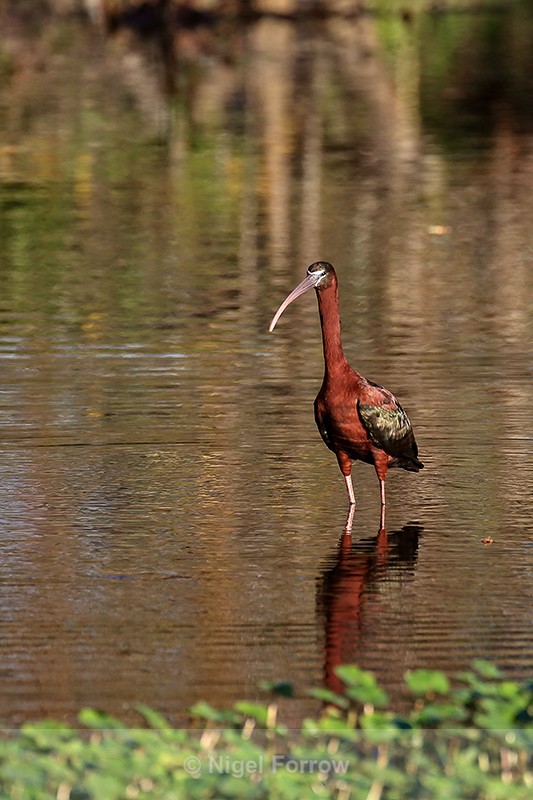 Glossy Ibis standing in water, Wakodahatchee Wetlands, Florida - Glossy Ibis