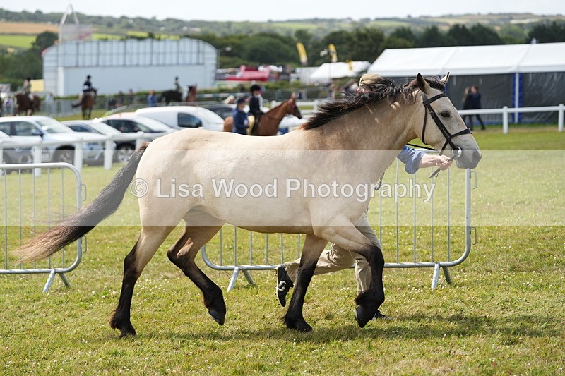 DSC05680 - Class 51: NPS M&M 4 years and over Large Breeds