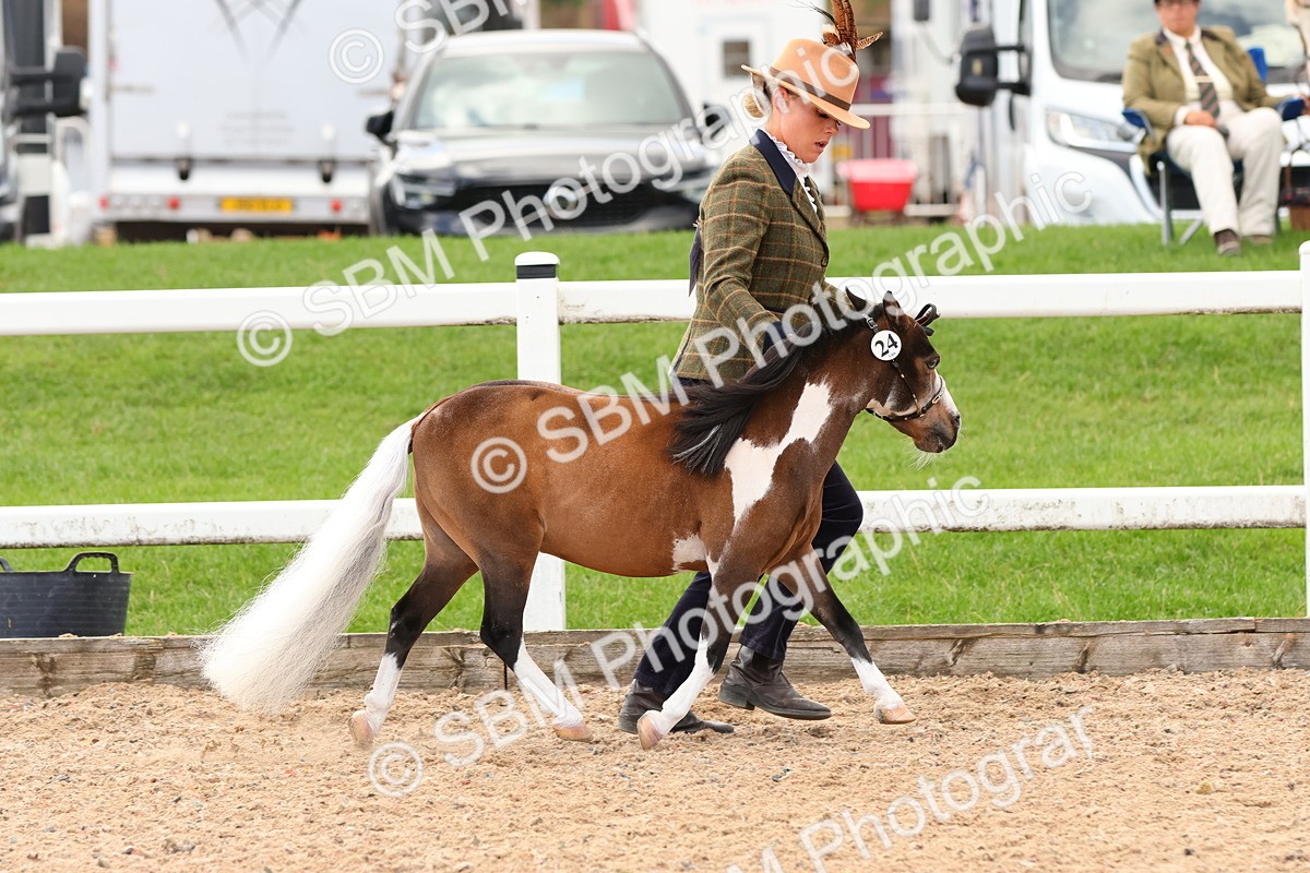 SBM_10292 - Class 206 - IH Non Show Type Pony
