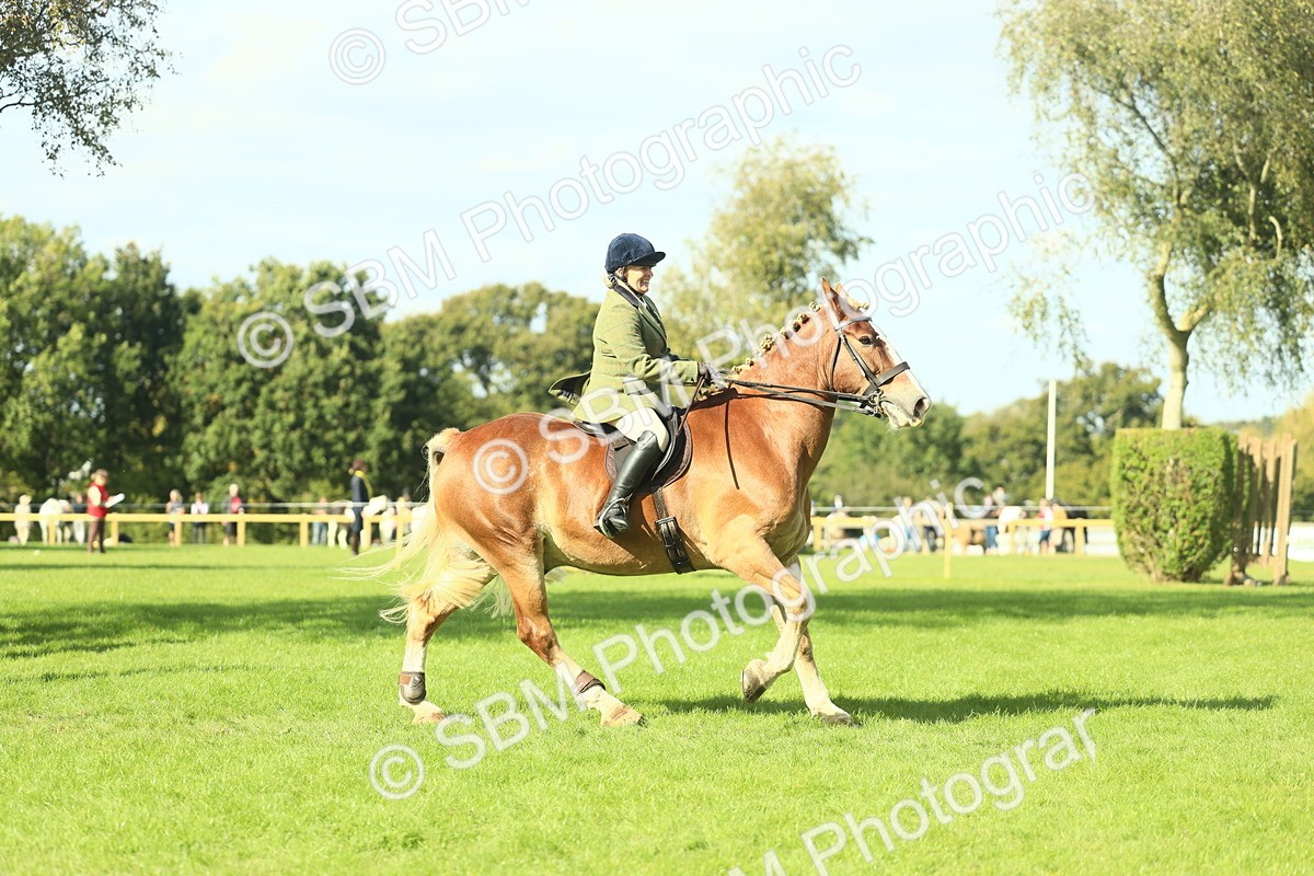 SBM_48119 - S32 - Novice & Newcomers Working Hunter