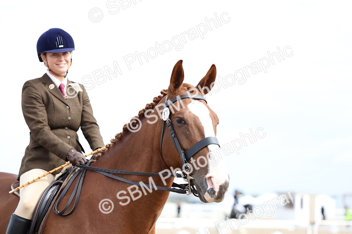 SBM_01865 - Class 18 - Handsomest Gelding - IH or Ridden