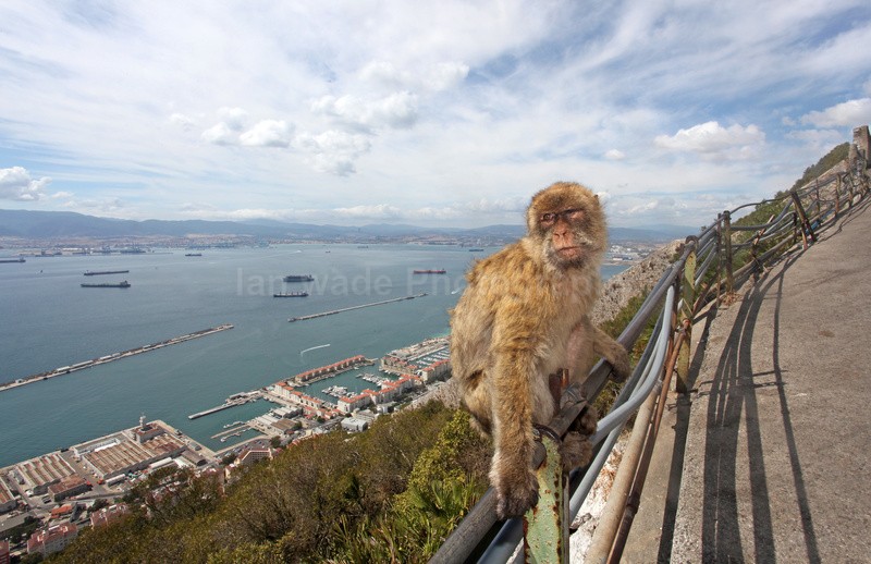 Barbary Macaques on the Rock of Gibraltar - Barbary Macaques at the Rock of Gibraltar
