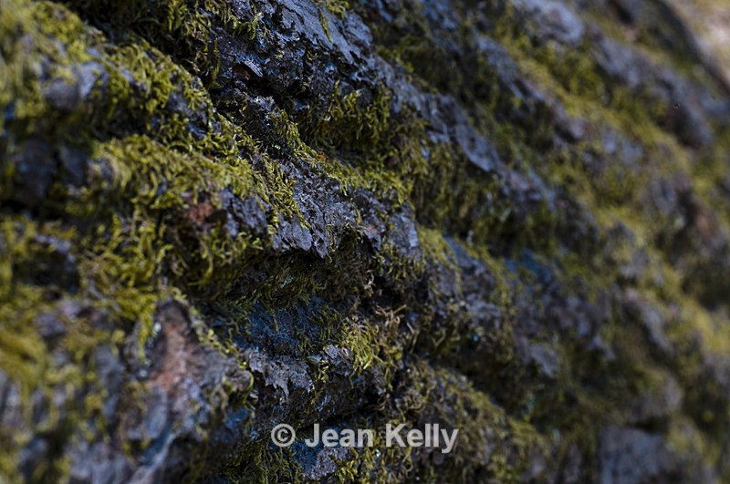 Tree - 8793 - Trees
