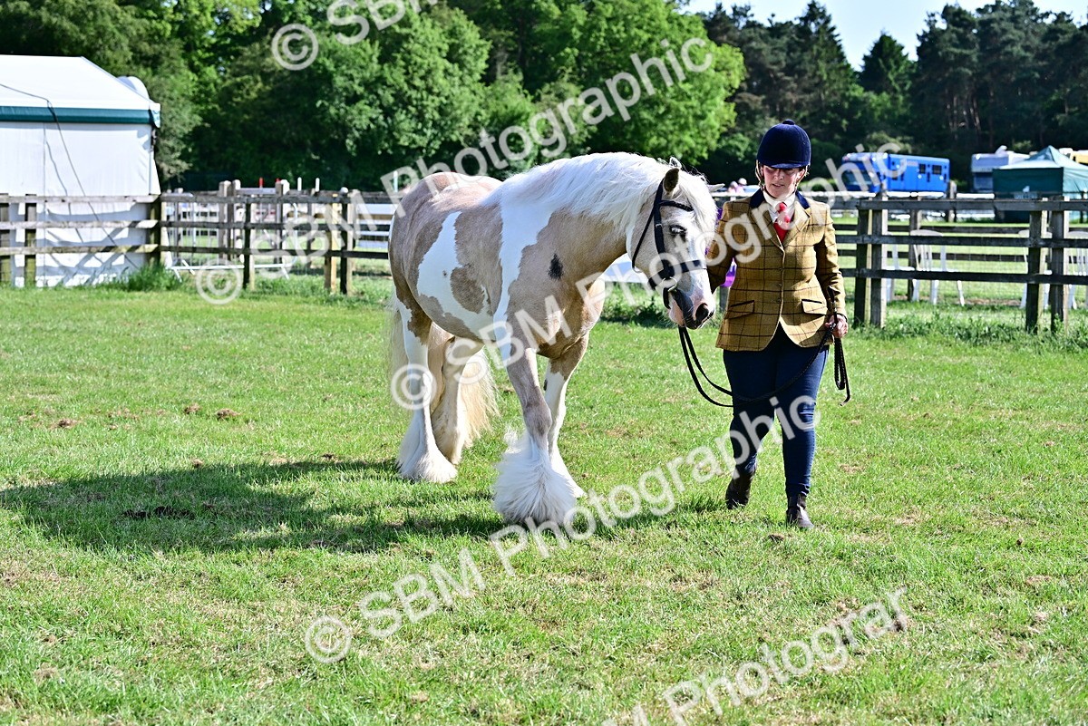 SBM_10106 - Class 63-65 - Traditional Gypsy Cobs In Hand & Ridden
