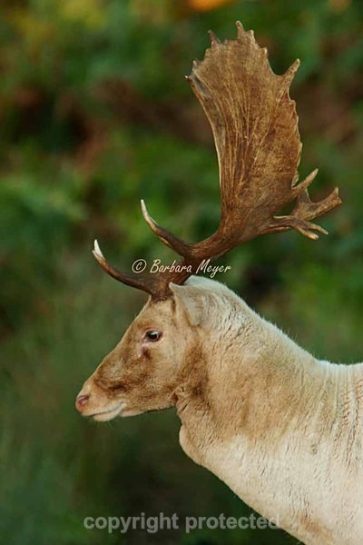 Leucistic Fallow Deer stag - Bradgate Park - Bradgate Park