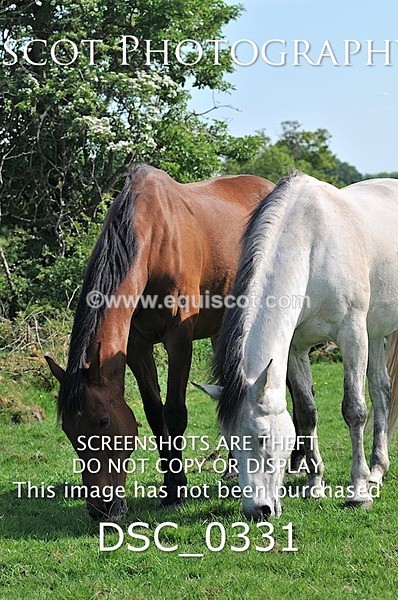 DSC_0331 - ARCHIVE REQUEST - Quincy and Guinness