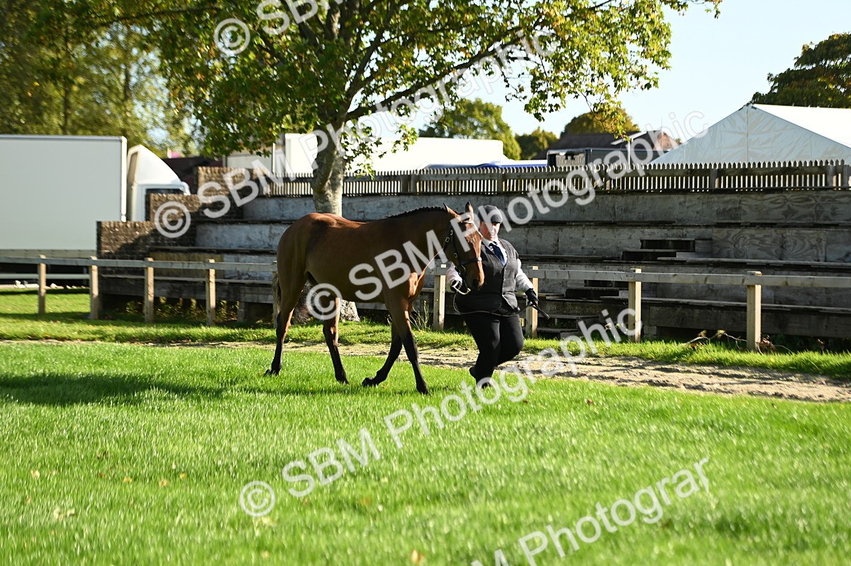 SBM_14719 - S1 - TSR in Hand Horse & Pony Showing