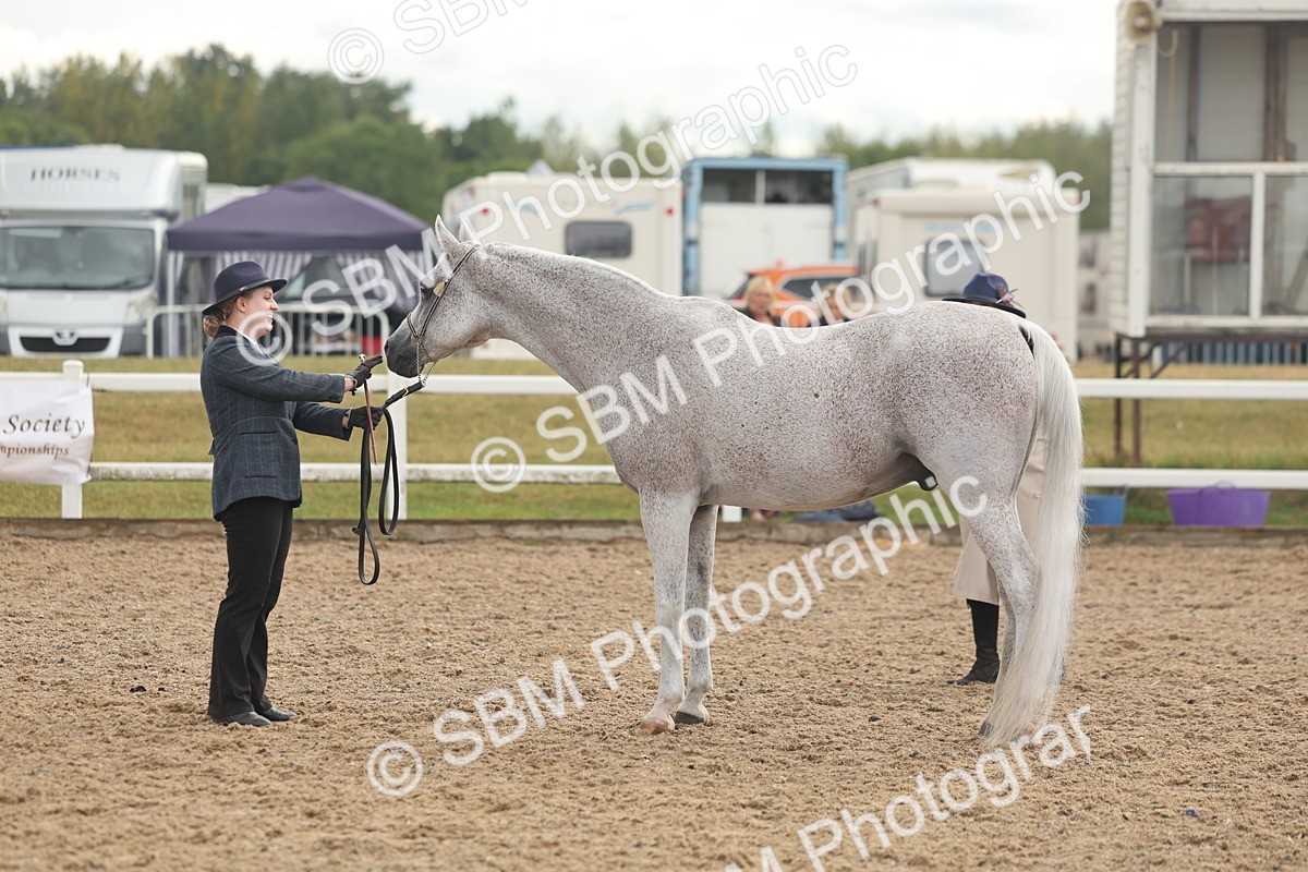 SBM_07914 - Class 28 - IH Veteran Horse