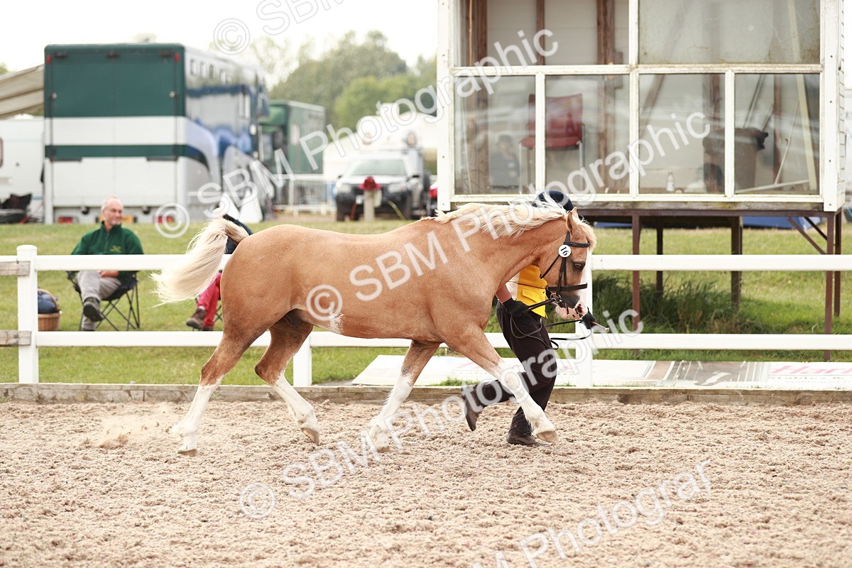 SBM_12438 - Class 207 IH M&M