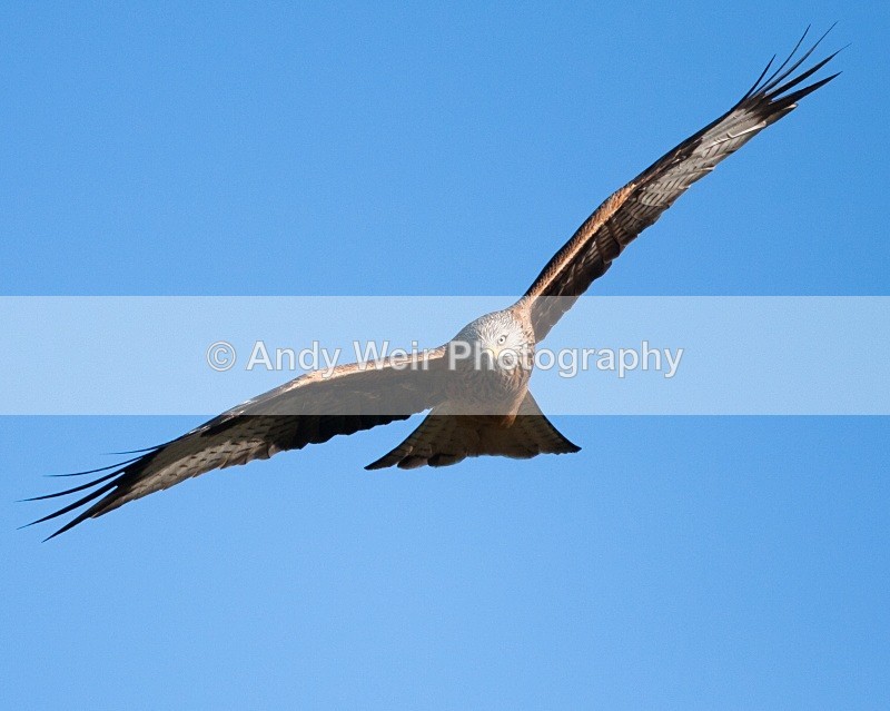 20100130-IMG_2777 313 - Red Kite