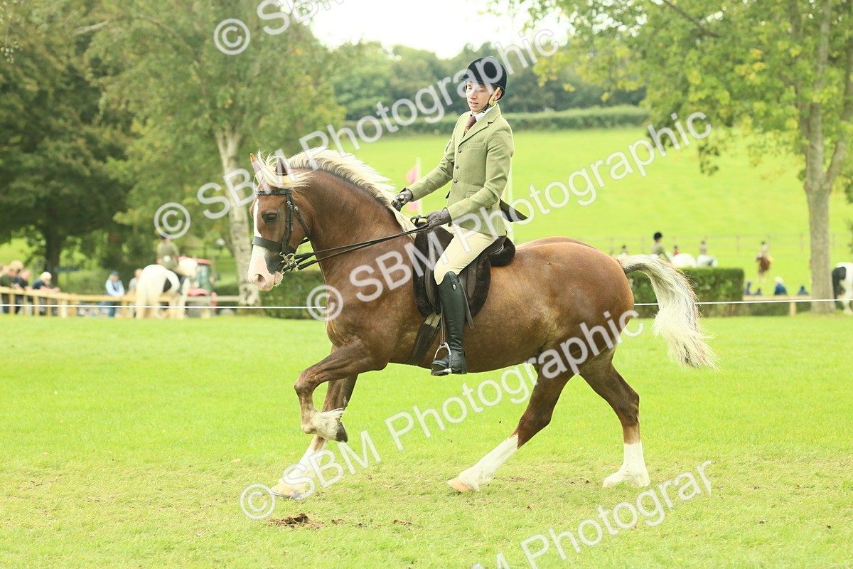 SBM_72100 - S60 - Mountain & Moorland Ridden Large Breeds