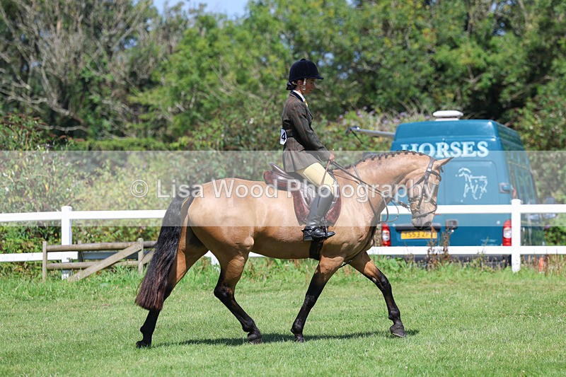 3E7A8936 - Class 6: Open Working Horse