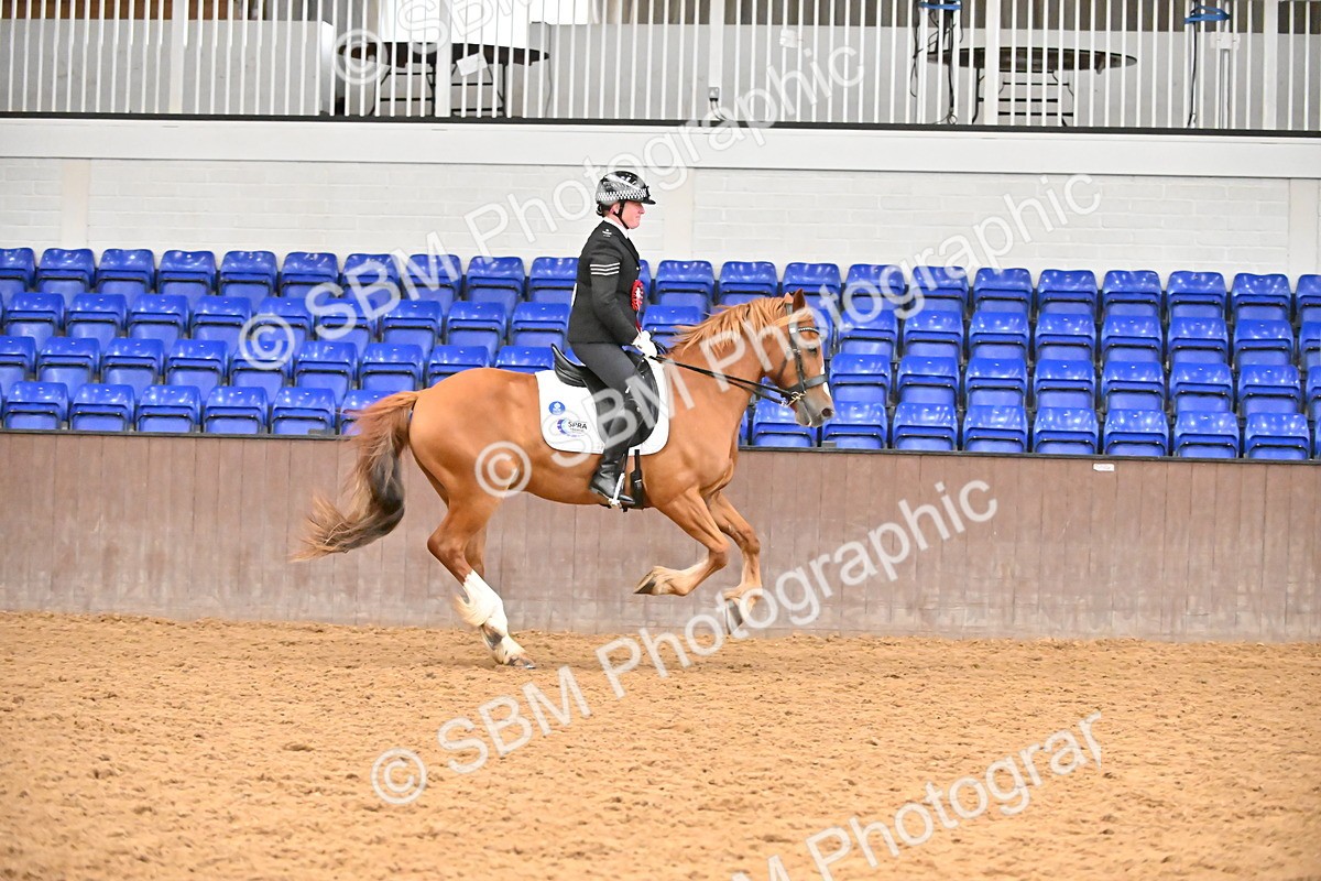 SBM_001485 - Class 19,20 - Ridden Native, Foreign Breeds & Warmbloods