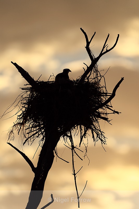 Osprey in nest dawn silhouette, Fort De Soto Park, Florida - Osprey