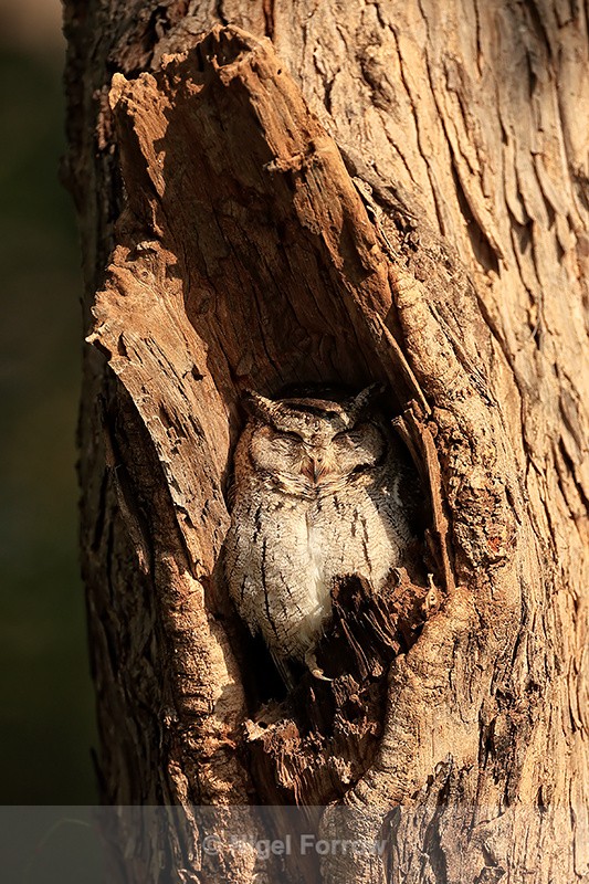 Indian Scops Owl sleeping, Bandhavgarh reserve, India - Indian Scops Owl