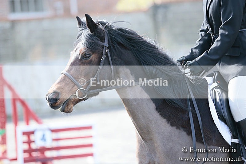 BVRC SJ 170319 245 - Bourne Valley Riding Club Showjumping 17/03/19