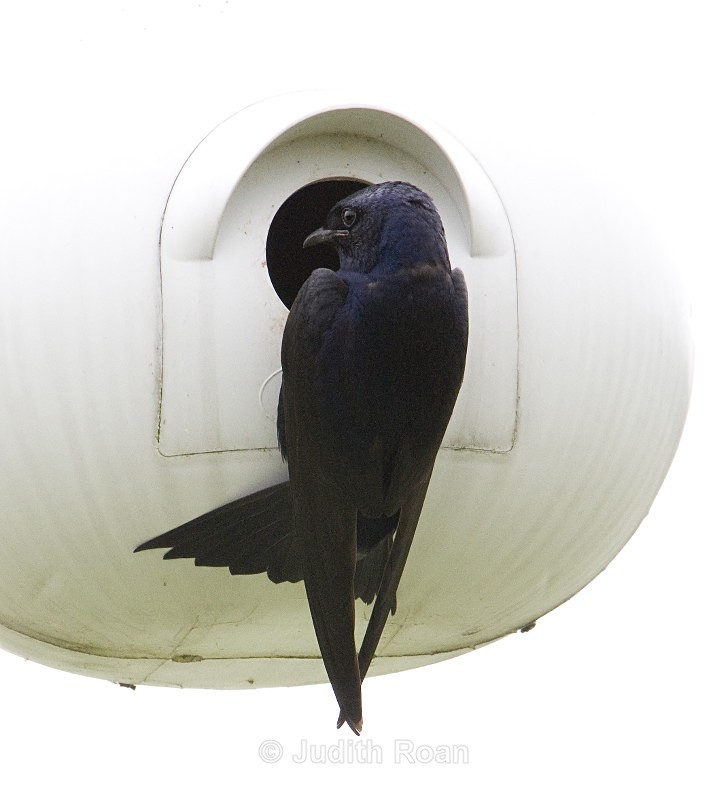 Purple Martin - Birds