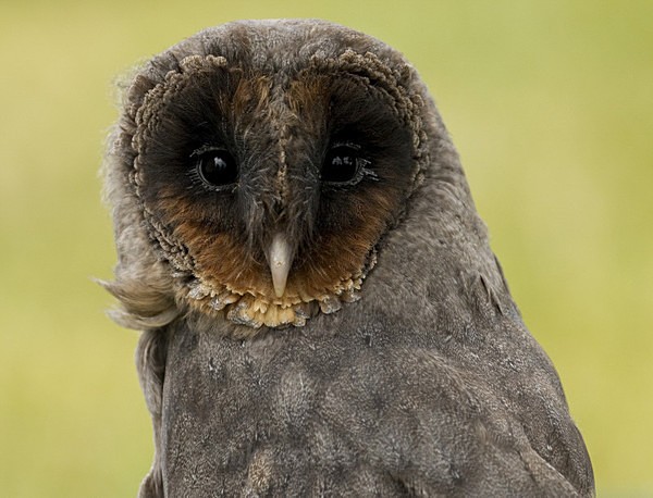 ' BLACK BARN OWL ' - ' BLACK BARN OWL '