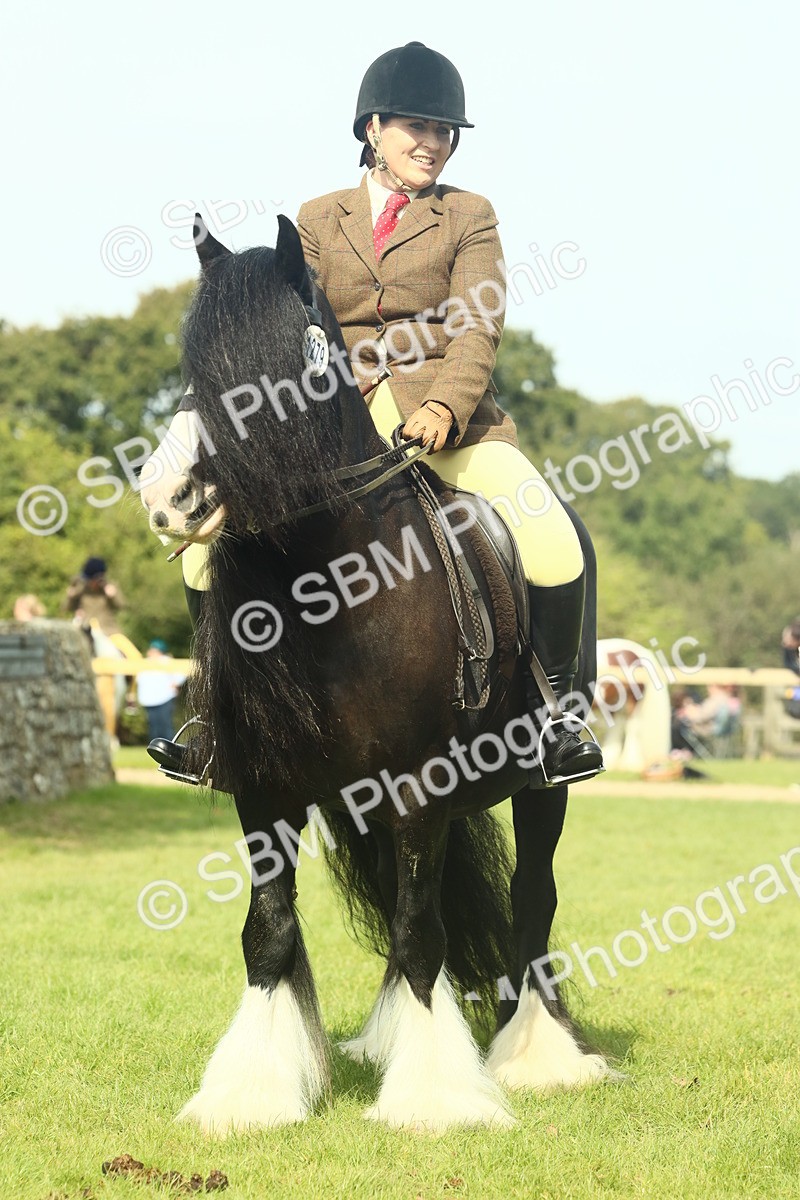 SBM_66611 - S34 - Rehabilitated Rescue Horse & Pony In Hand & Ridden