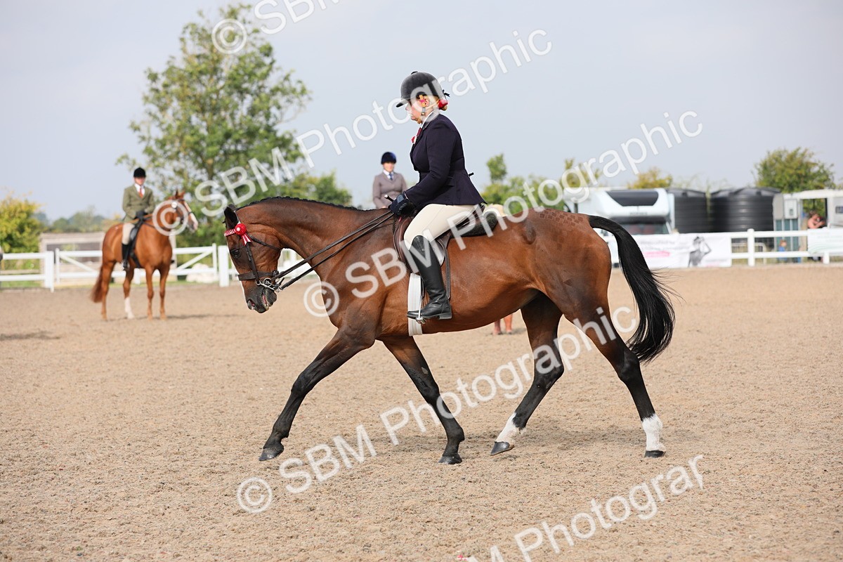SBM_11460 - Class 305 Ridden Foreign Breeds- Pure Bred