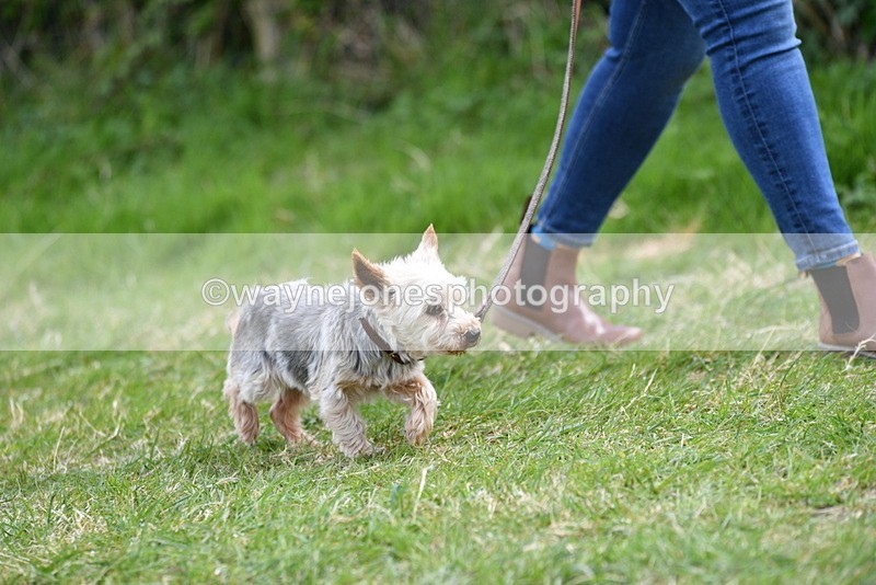 WJ5_9943 - Class 5 Best Veteran / 7 years & over