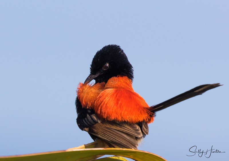 Red Wren Male 4