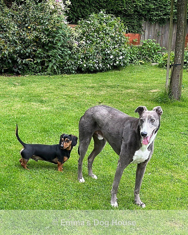  - Dogs