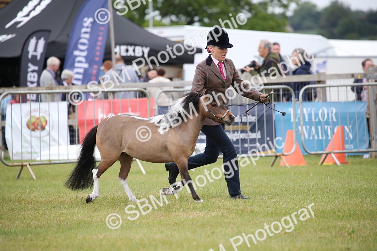 SBM_03904 - Class 23-25 - British Miniature Horse of the Year