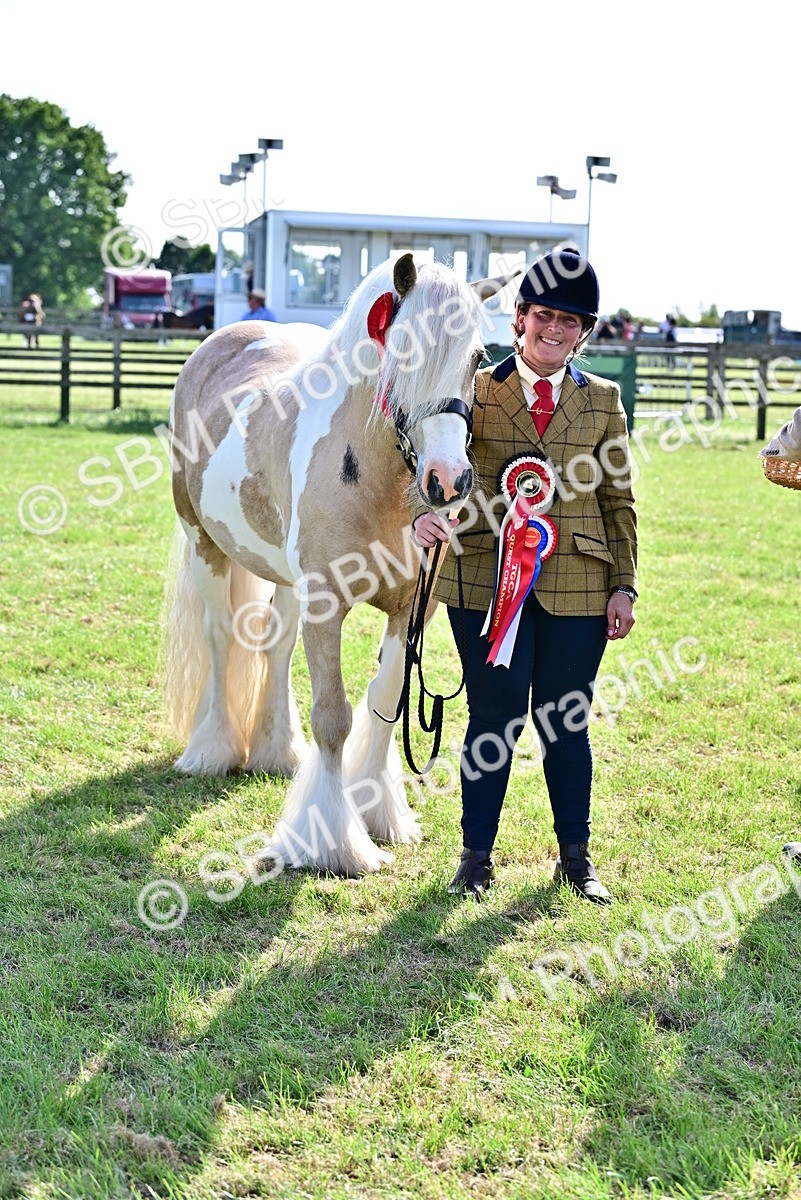 SBM_10164 - Class 63-65 - Traditional Gypsy Cobs In Hand & Ridden