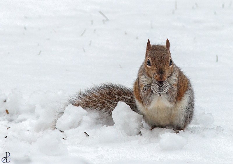 Wildlife photography by Diana Uzun