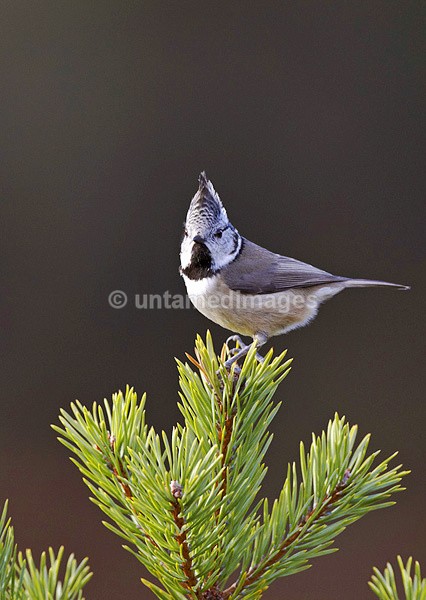 Crested Tit - United Kingdom