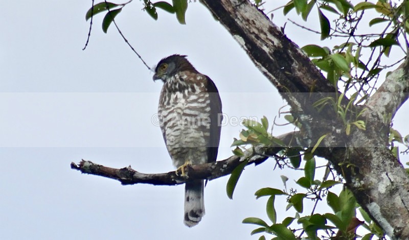 Crested Goshawk - Wildlife from Langkawi, Malaysia
