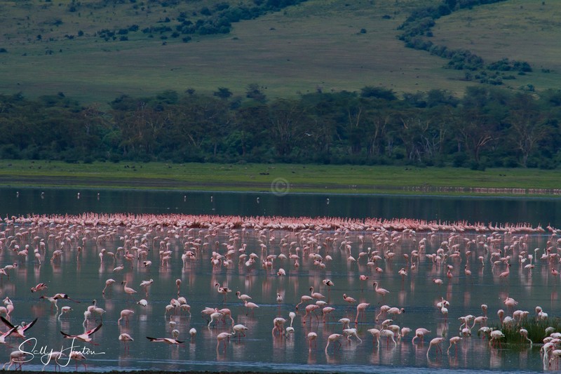 Ngorongoro Crater Flamingos