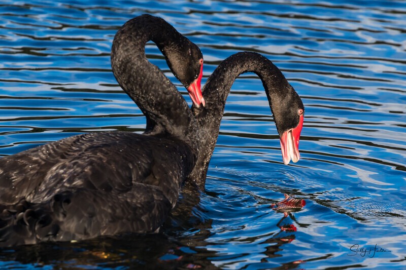 Black Swans Mating 1. 0A3A0285 - Black Swans and cygnets