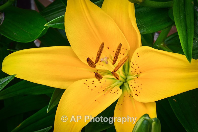 Yellow_Lily_ACP_4363-1 - Plants