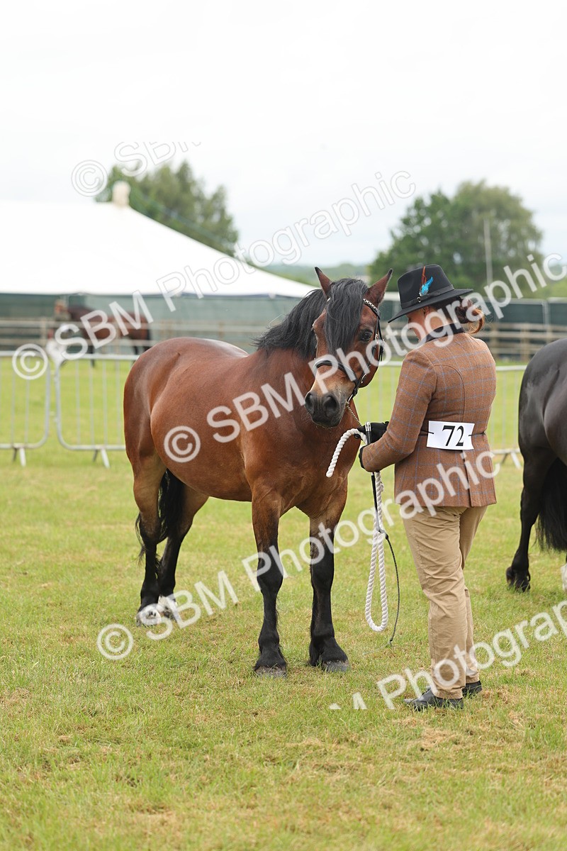 SBM_04918 - Class 50-57 - M&M Welsh Pony In Hand