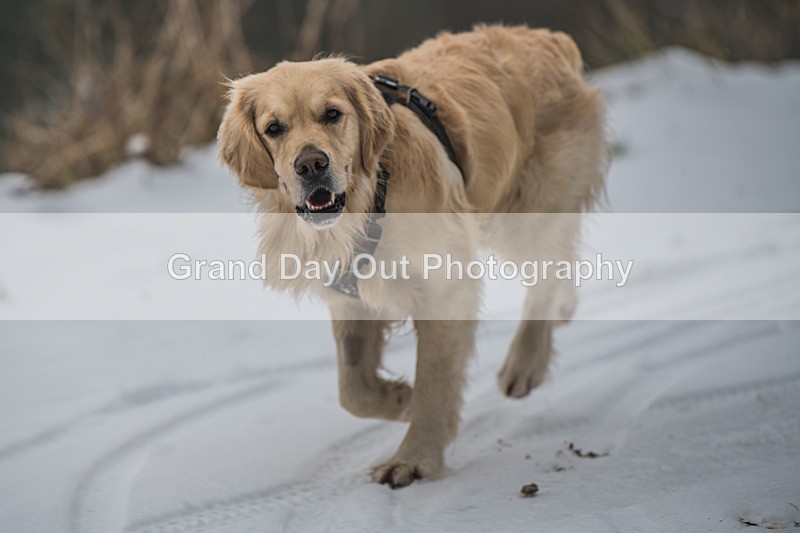 Glentress-276 - High Terrain Events Glentress 42, 21 & 10K Trail Races Sunday 15th February 2026
