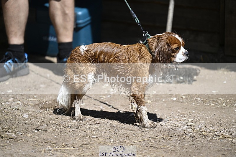 240728B-115525-00356 - Sunday Stable Shots and Fancy Dress
