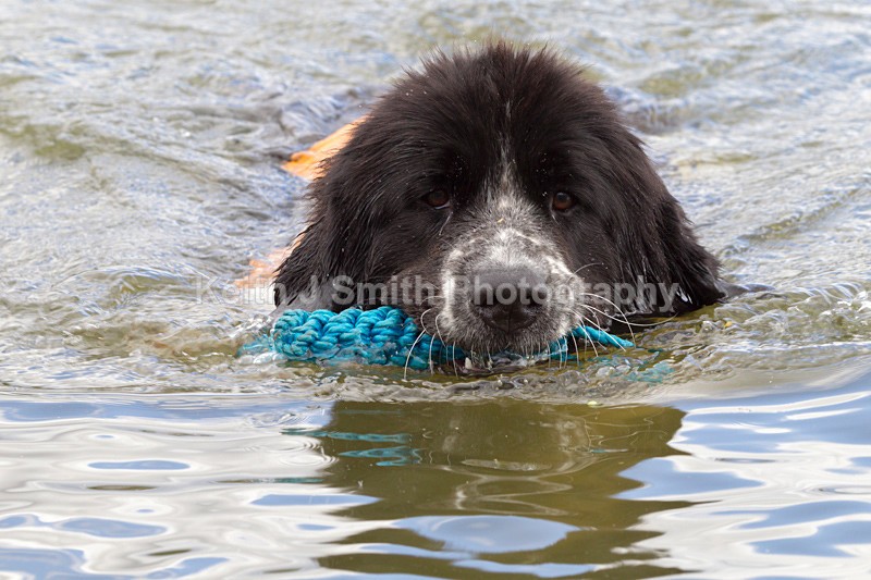 0KJS5681 - Working Dogs