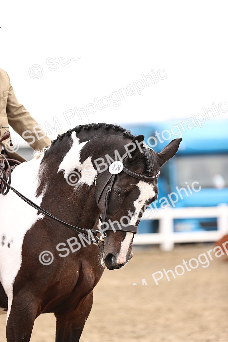 SBM_01402 - Class 54 - Riding Club Horse Pony