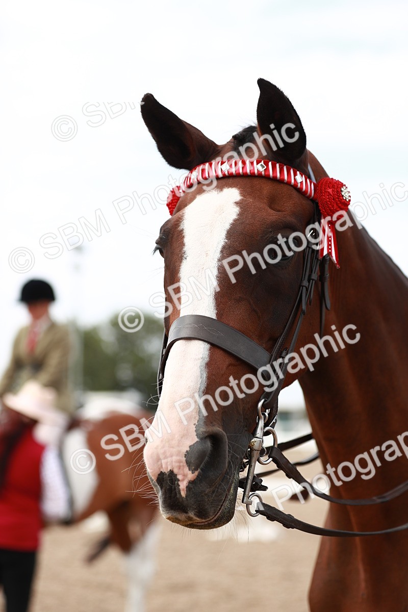 SBM_17580 - Class 215 Ridden Hack/ Riding Horse