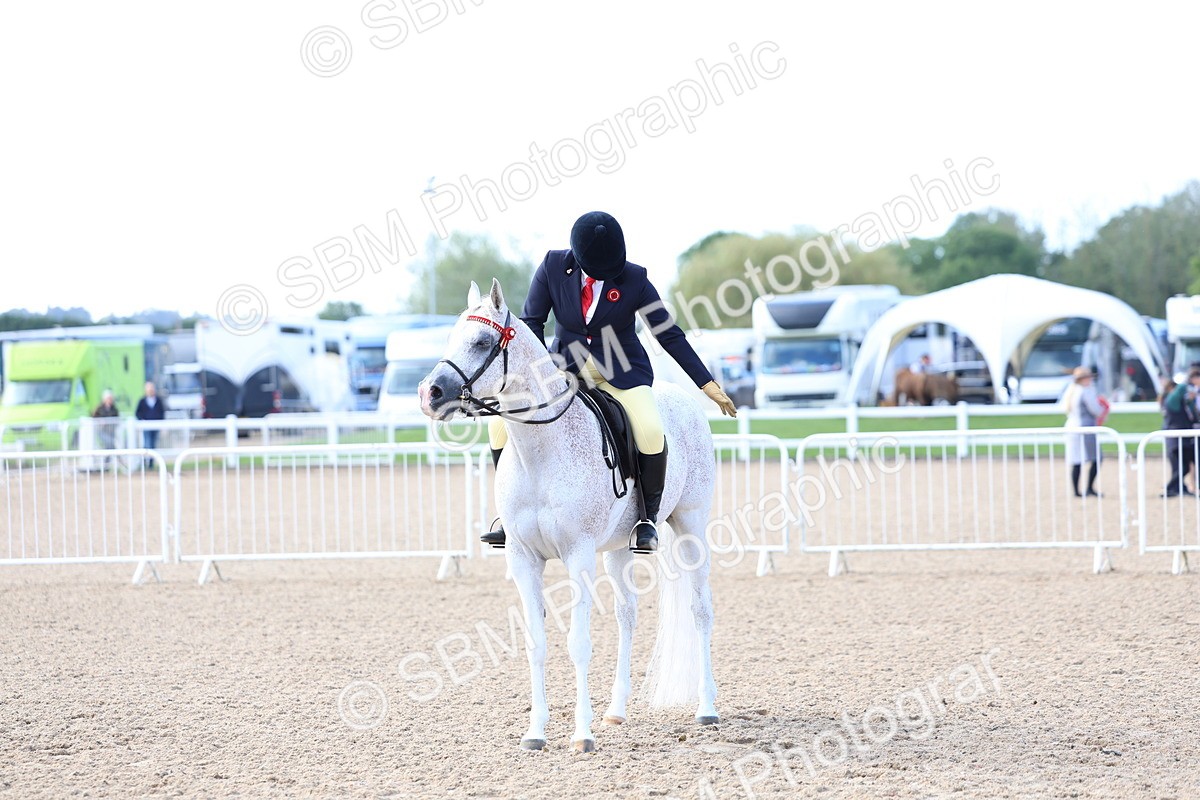 SBM_09138 - Class 303 - Ridden Pure Bred Horse Pony