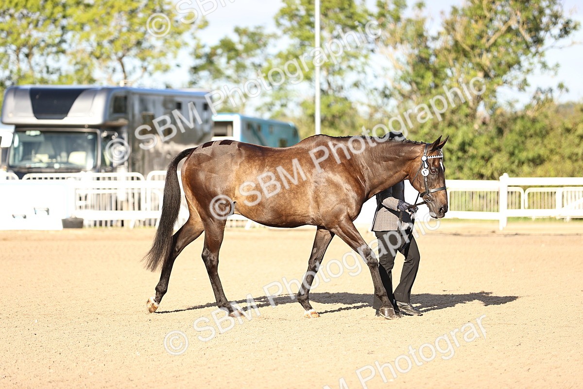 SBM_08293 - Class 401 - IH Veteran Horse