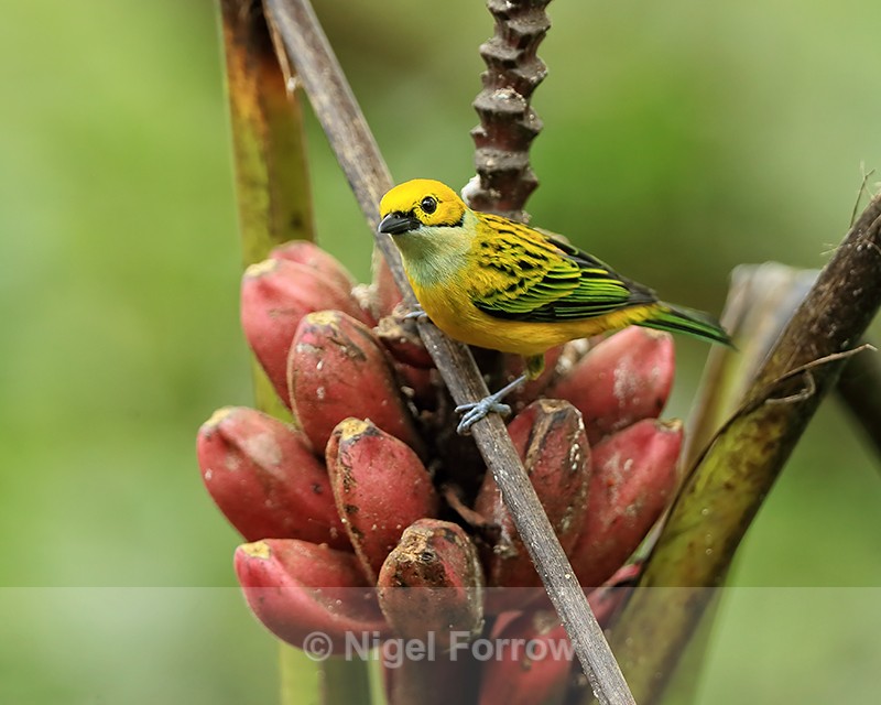 Silver-throated Tanager perched on banana plant, Costa Rica - Silver-throated Tanager