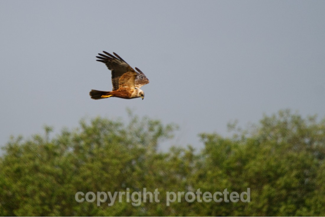Marsh Harrier - RSPB Fowlmere - Hertfordshire - Birds