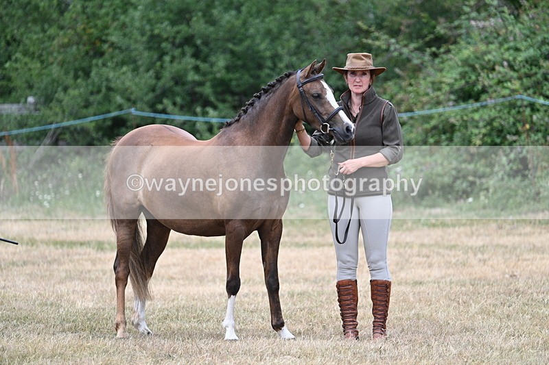 WJ7_1480 - Class 4 Prettiest Mare up to 14.2hh in hand