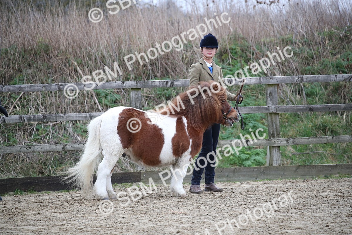 SBM_004105 - Class 1-4 - Young Stock classes Inc. In Hand Championship