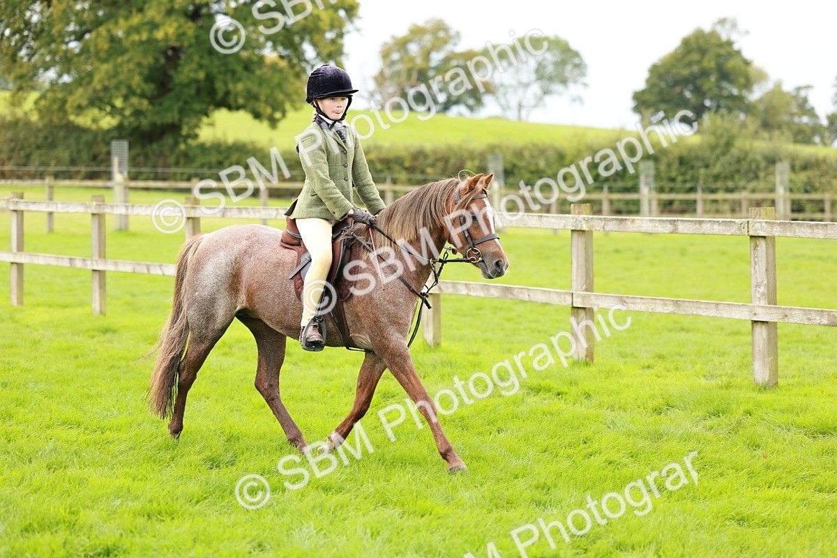 SBM_41780 - S32 - Mountain & Moorland Working Hunter Pony